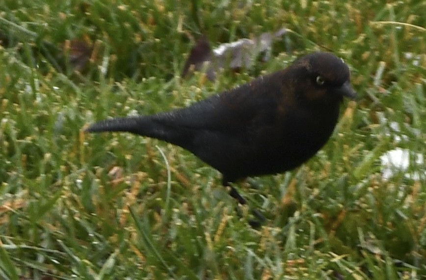 Ржавчатый трупиал - ML646720444