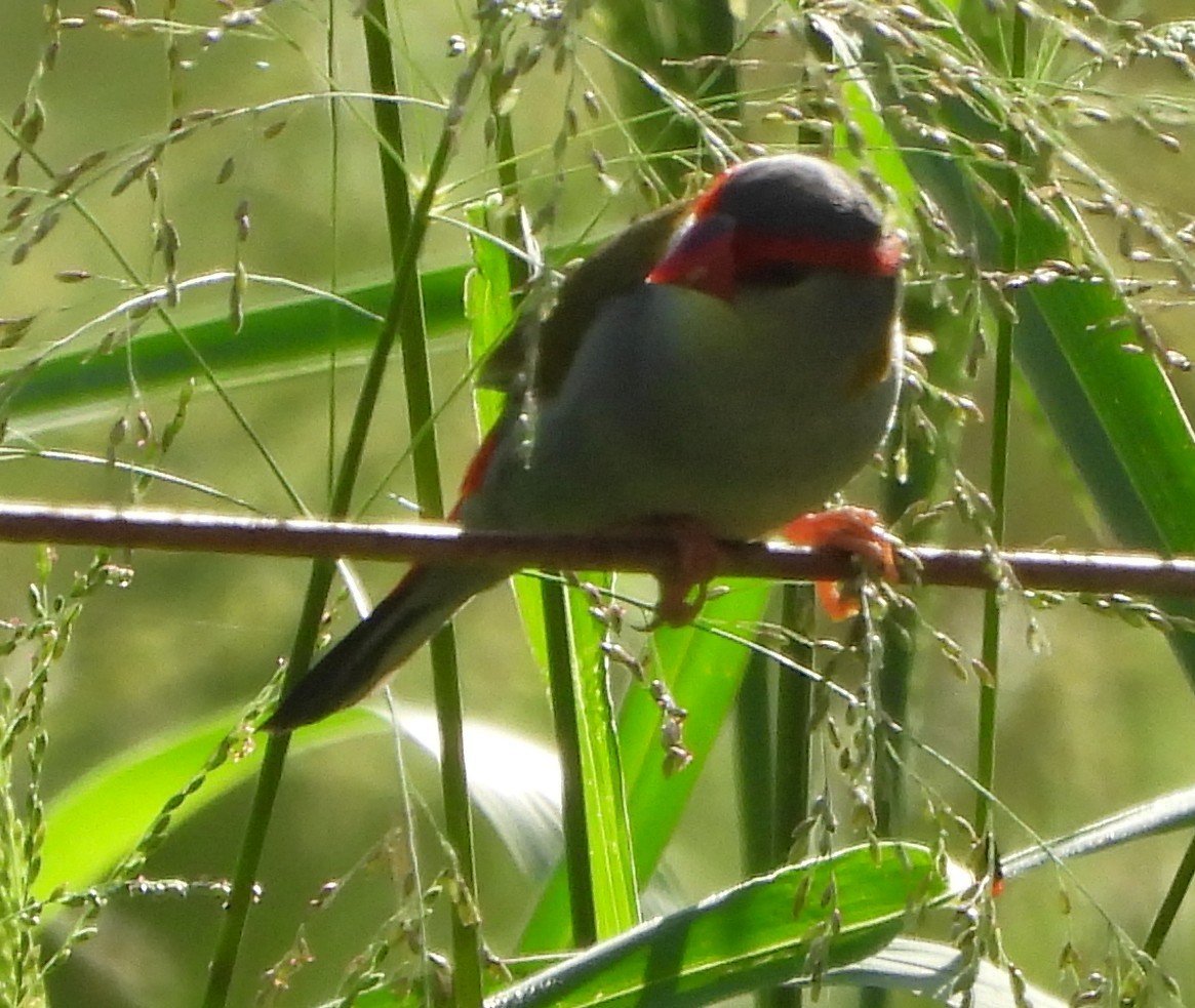 Red-browed Firetail - ML646720445
