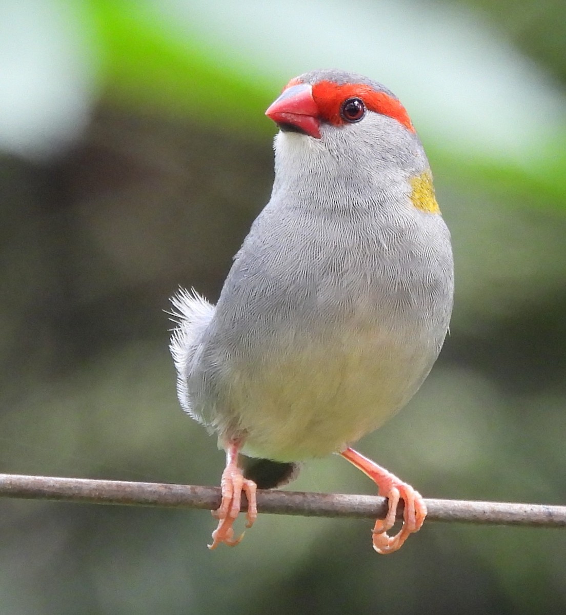 Red-browed Firetail - ML646720446