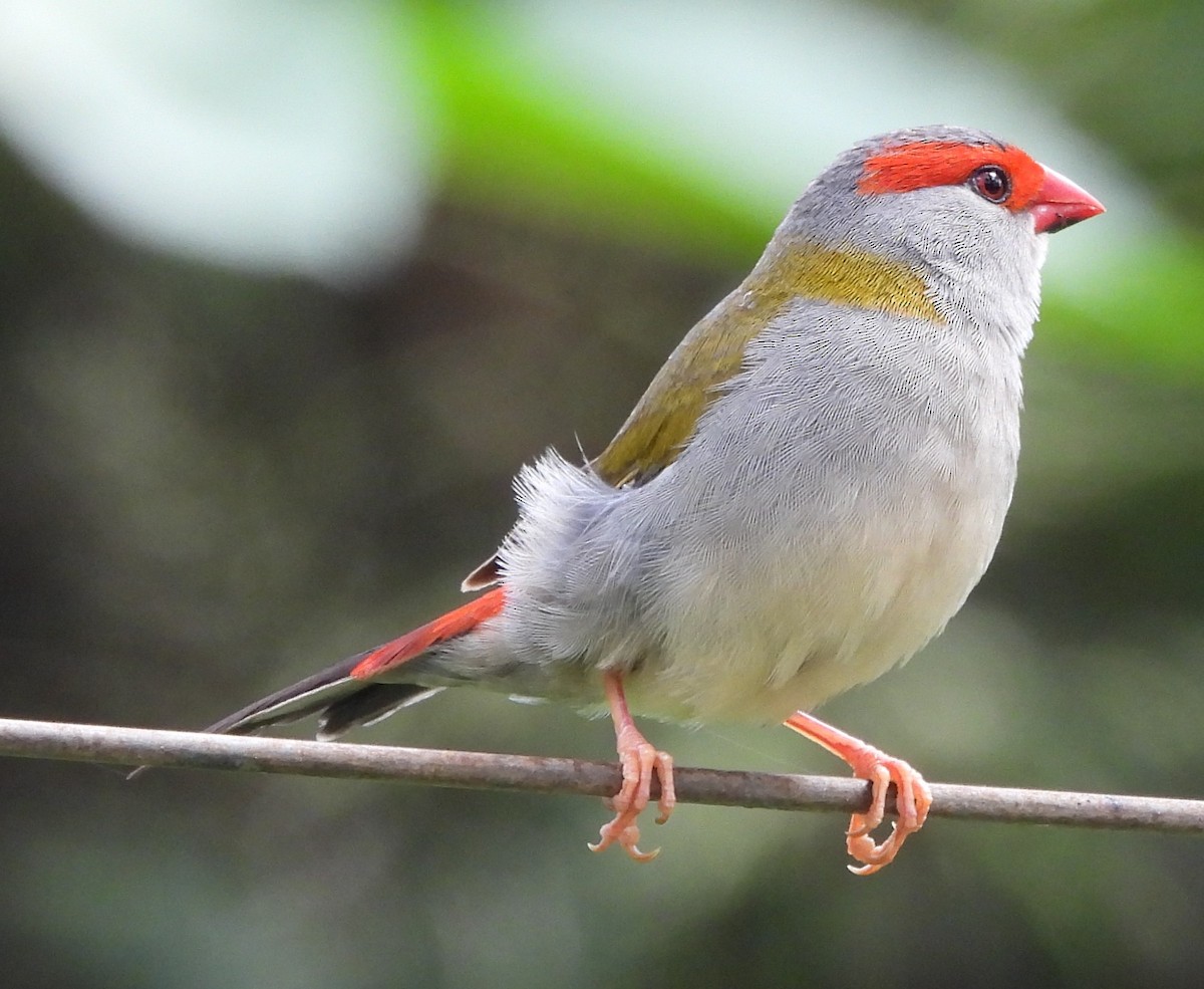 Red-browed Firetail - ML646720447