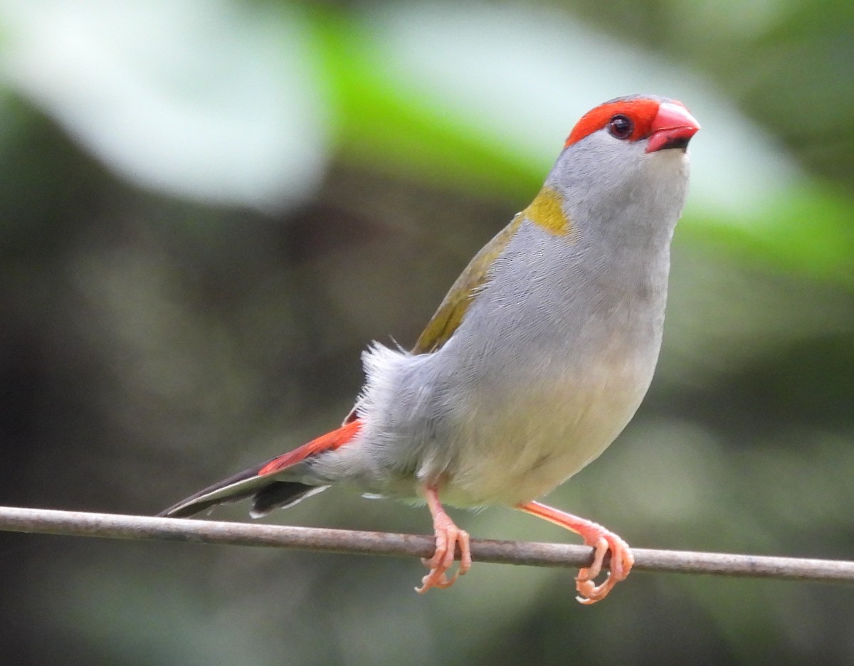 Red-browed Firetail - ML646720448