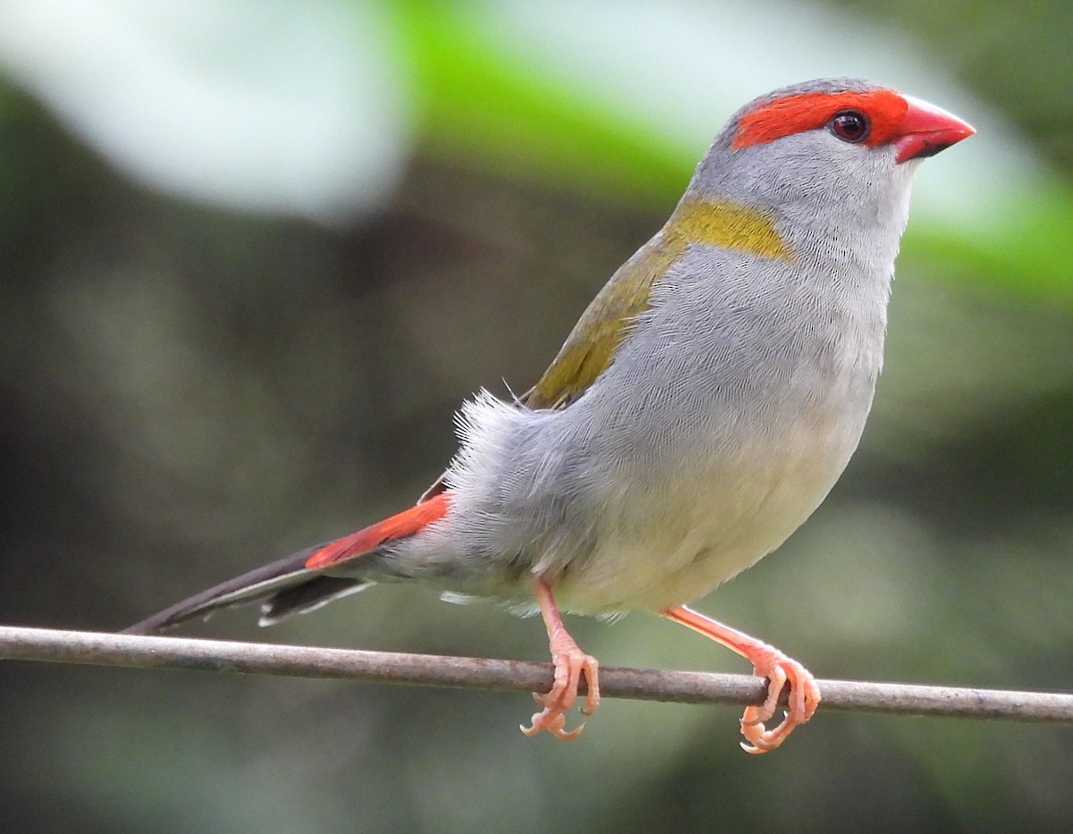 Red-browed Firetail - ML646720449