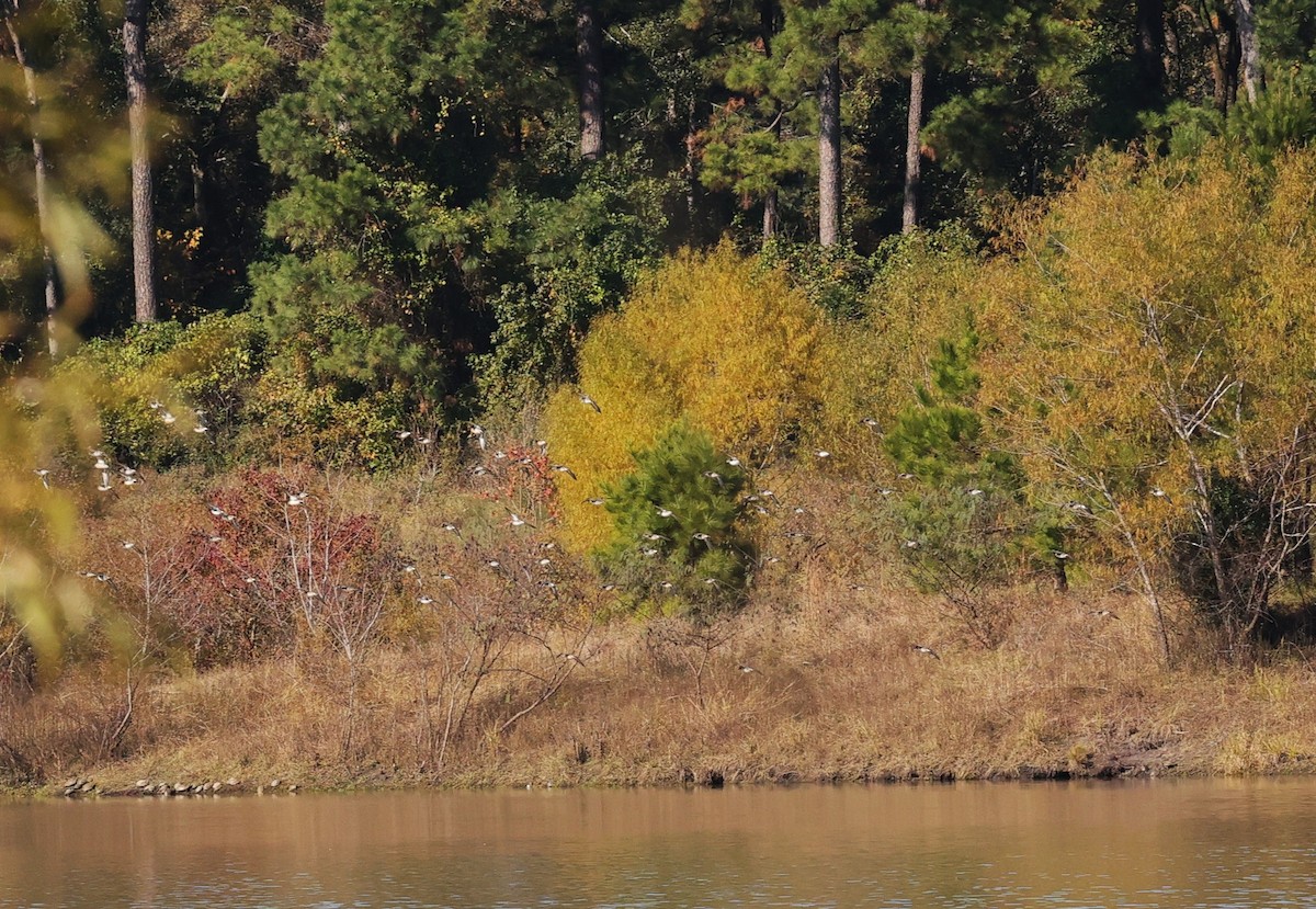 tobeltelo - ML646720450