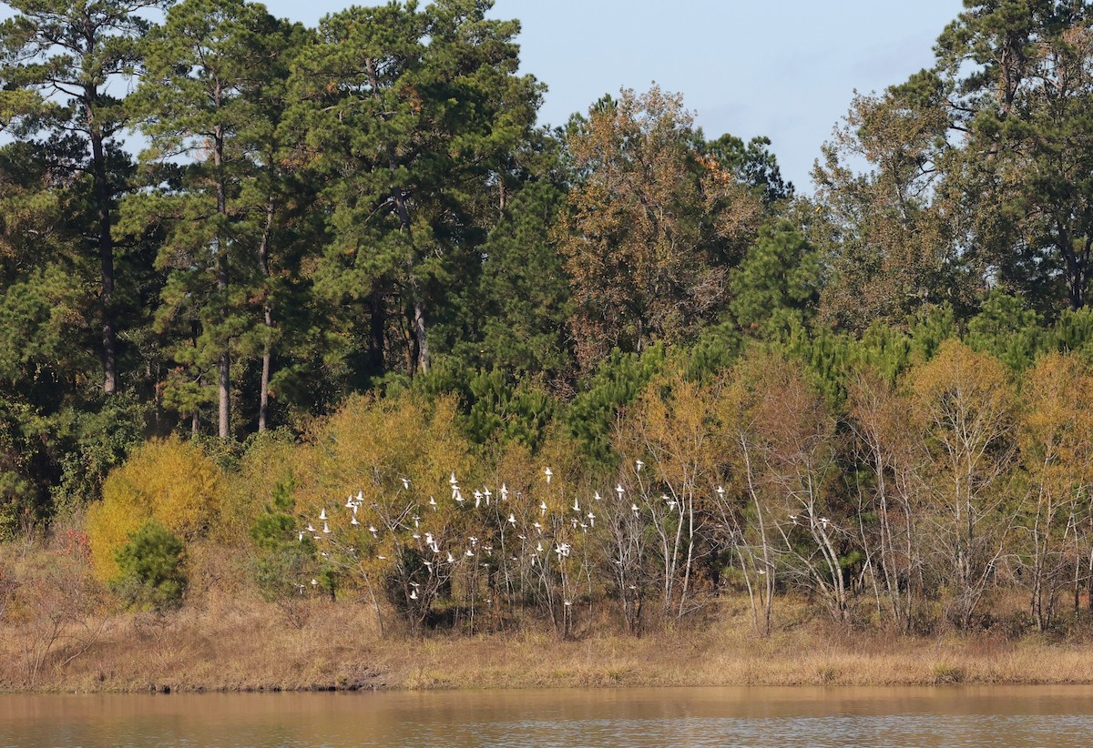 tobeltelo - ML646720451