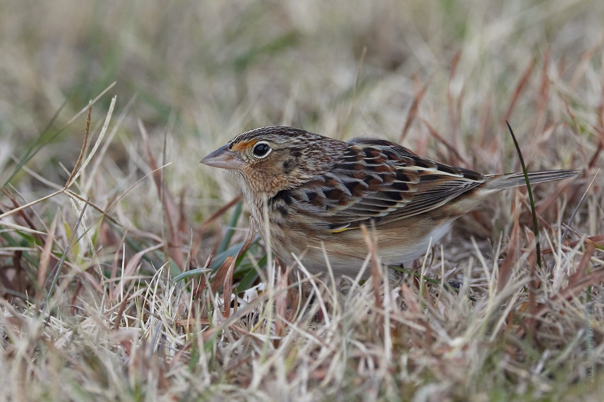 Кузнечиковая овсянка-барсучок - ML646720452