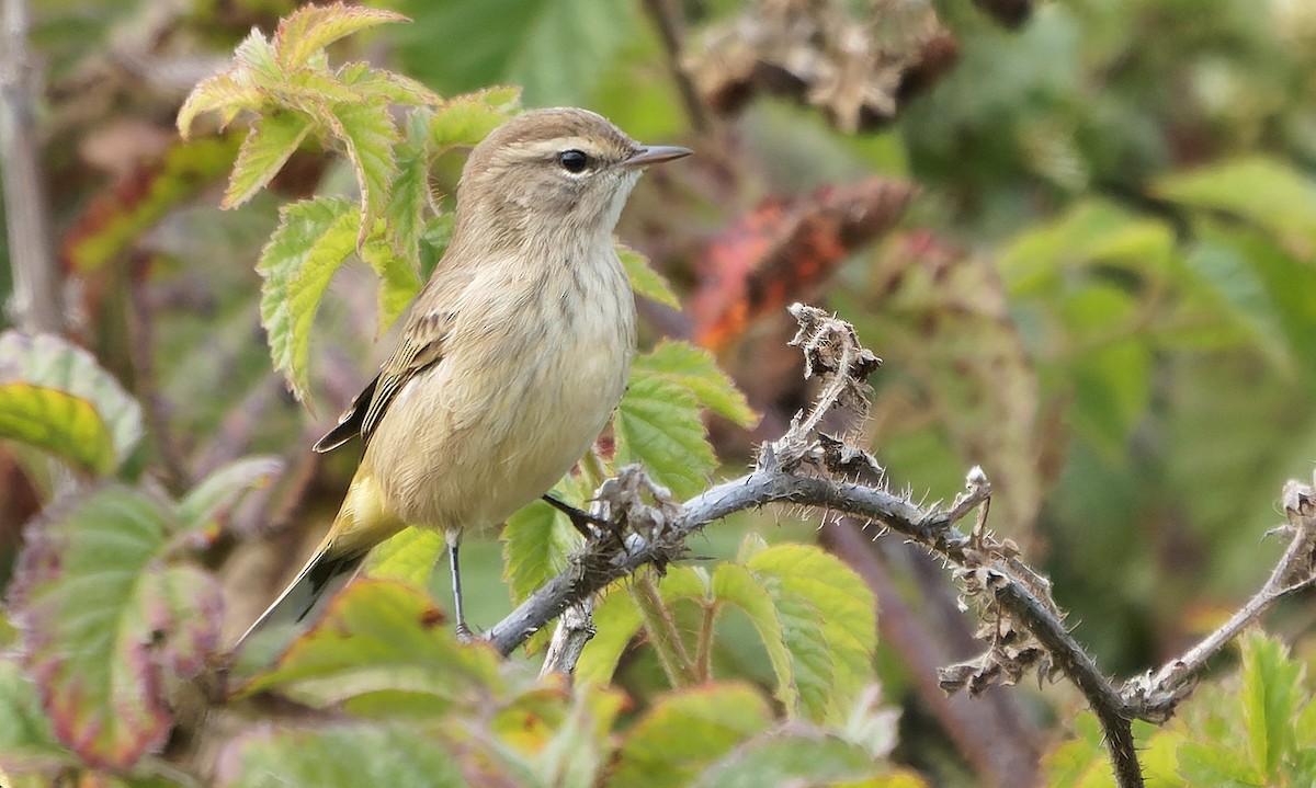 Palm Warbler - ML646720453