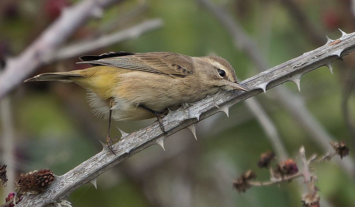 Palm Warbler - ML646720454