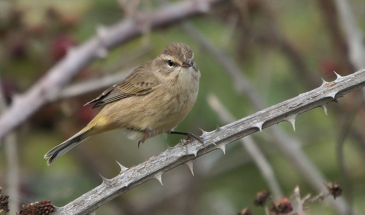 Palm Warbler - ML646720455