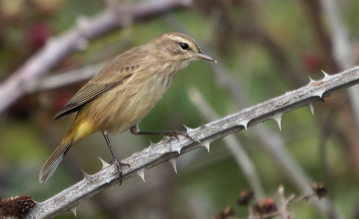 Palm Warbler - ML646720456