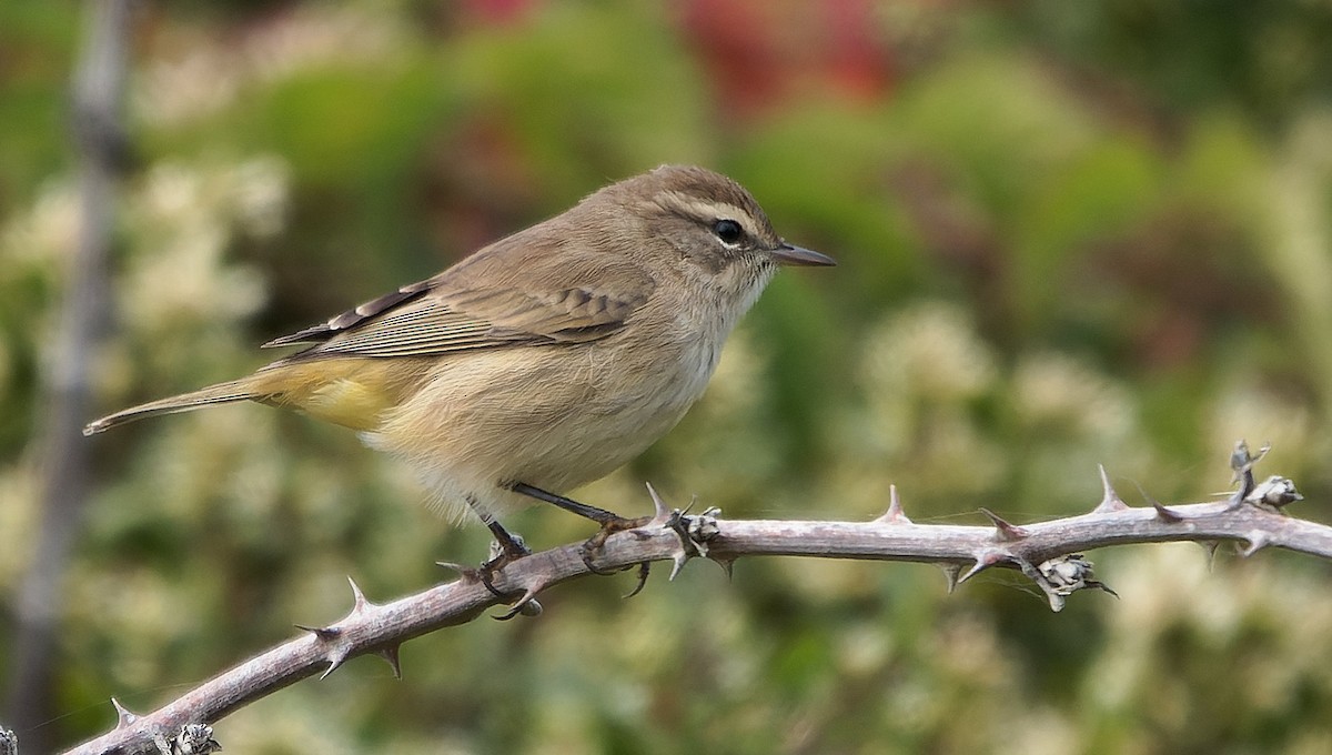 Palm Warbler - ML646720457