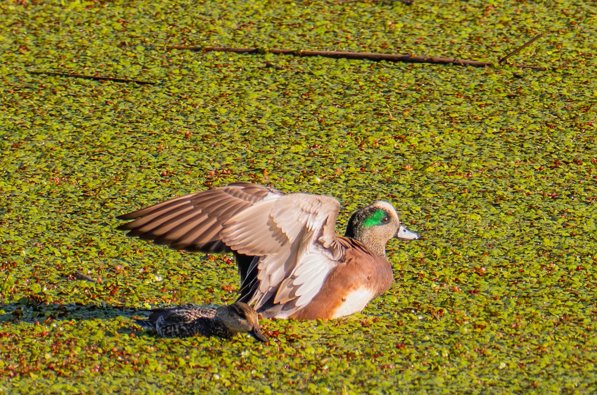American Wigeon - ML646720458