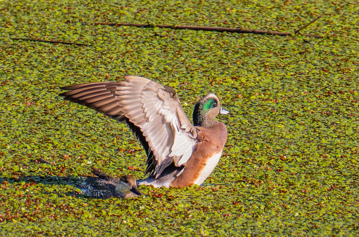 American Wigeon - ML646720459
