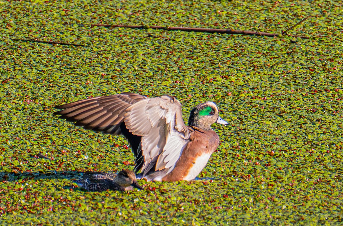 American Wigeon - ML646720460