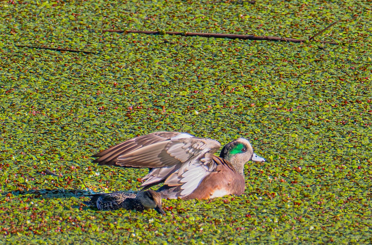American Wigeon - ML646720461
