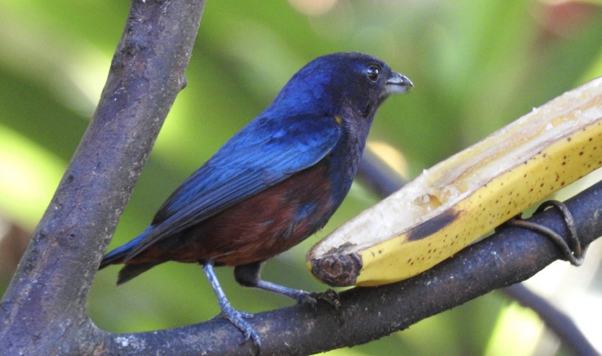 Braunbauchorganist - ML646720462