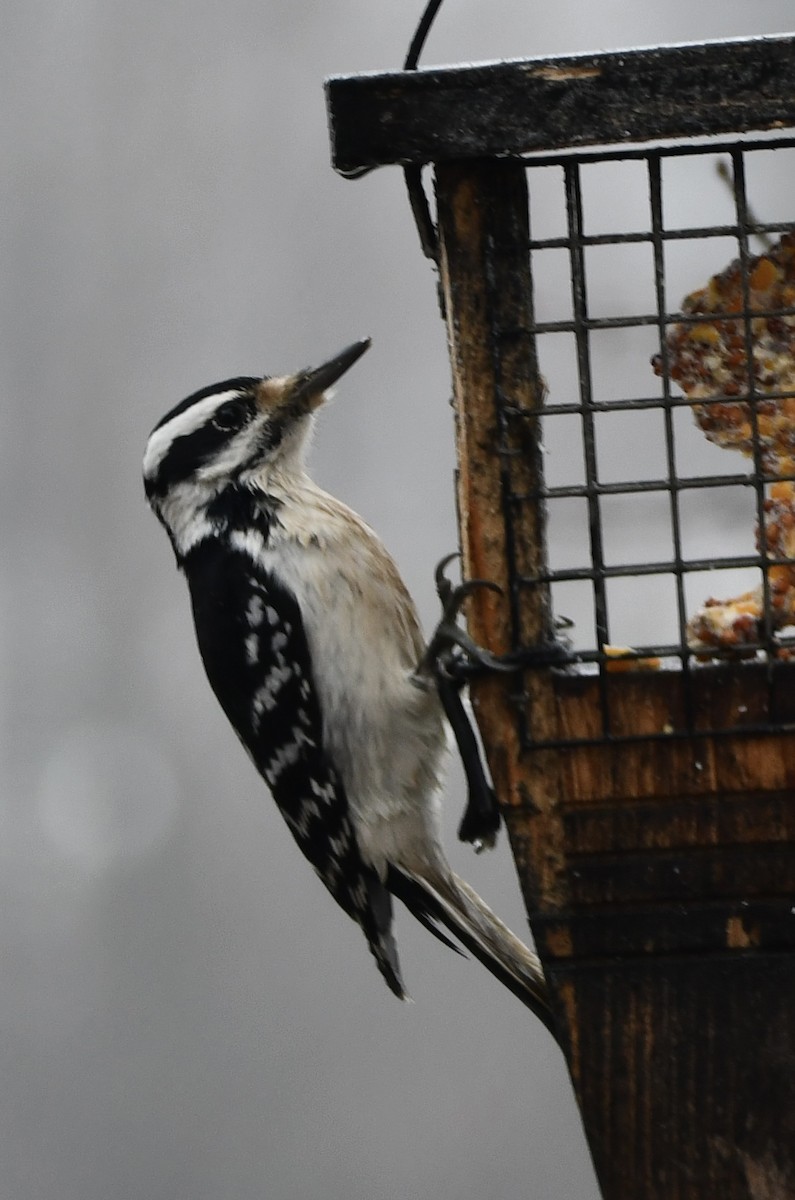 Волосатый дятел - ML646720463