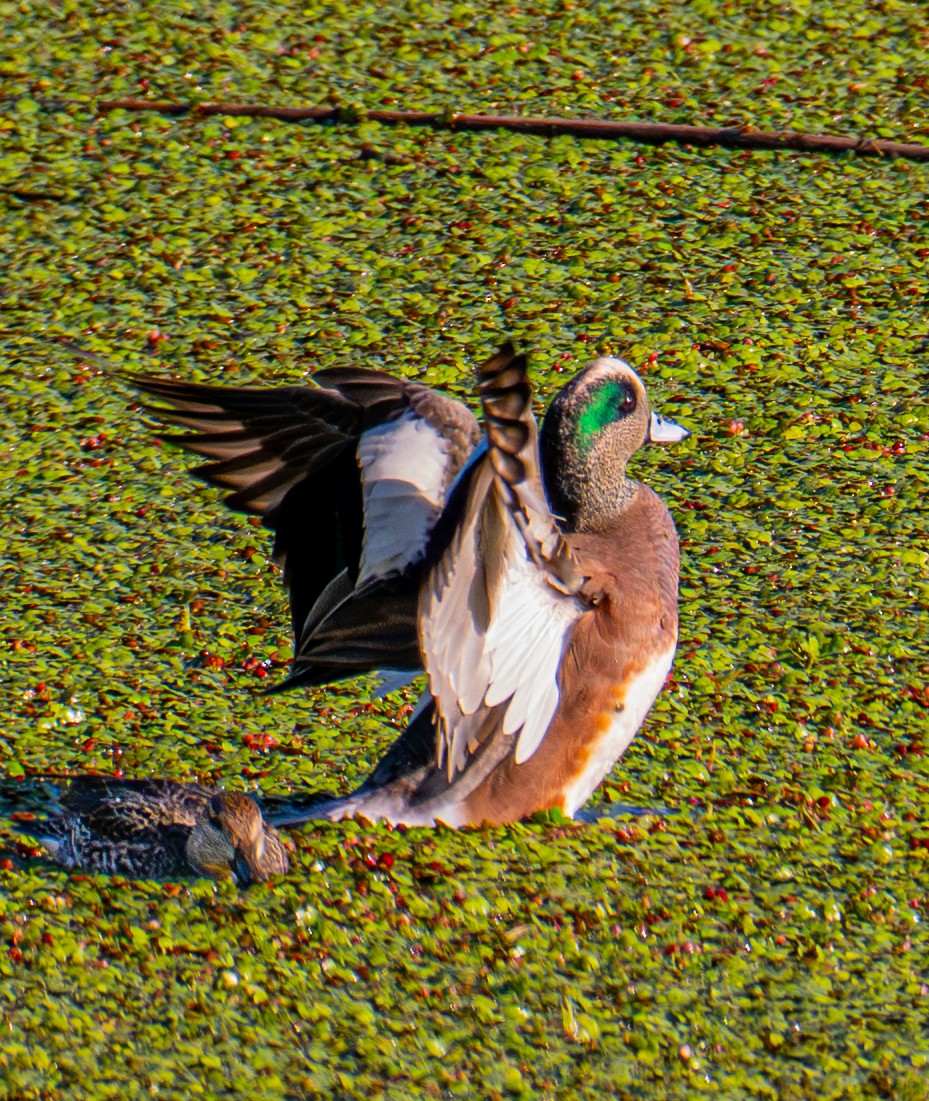 American Wigeon - ML646720464