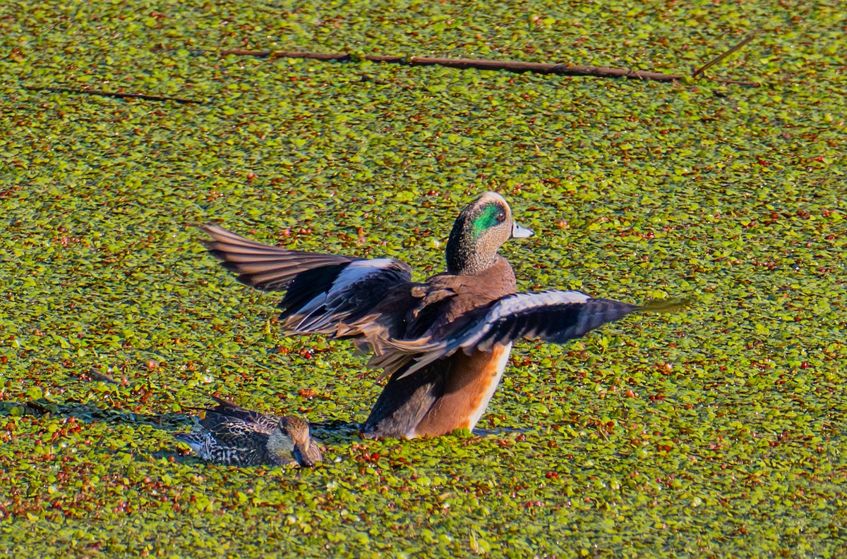 American Wigeon - ML646720465