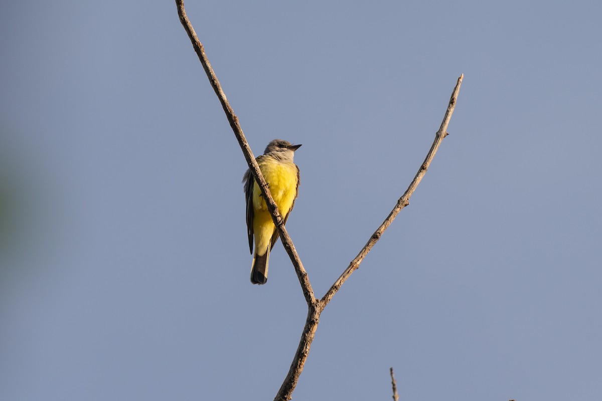 Batı Tiranı - ML646720466