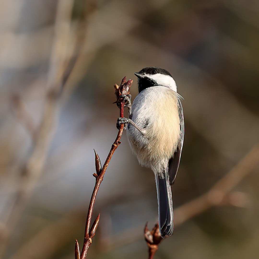 Black-capped Chickadee - ML646720467