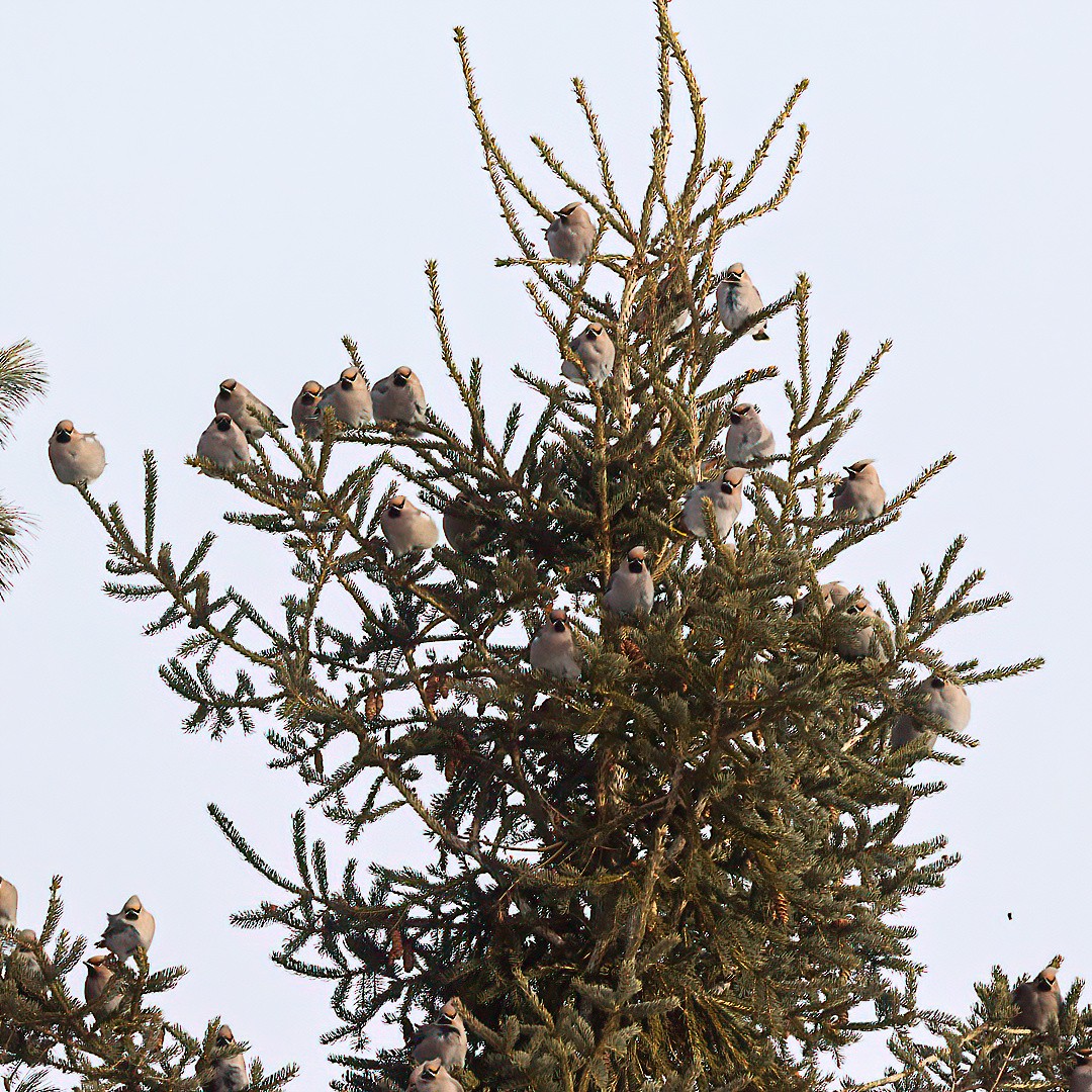 Bohemian Waxwing - ML646720472