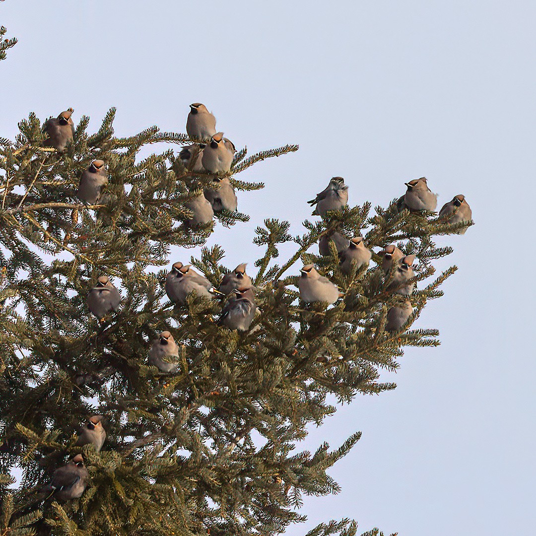 Bohemian Waxwing - ML646720473