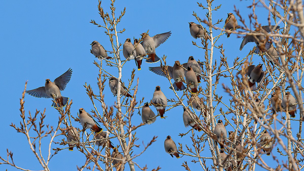 Bohemian Waxwing - ML646720474
