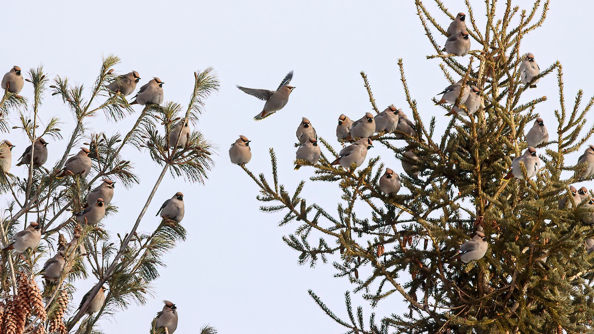 Bohemian Waxwing - ML646720475