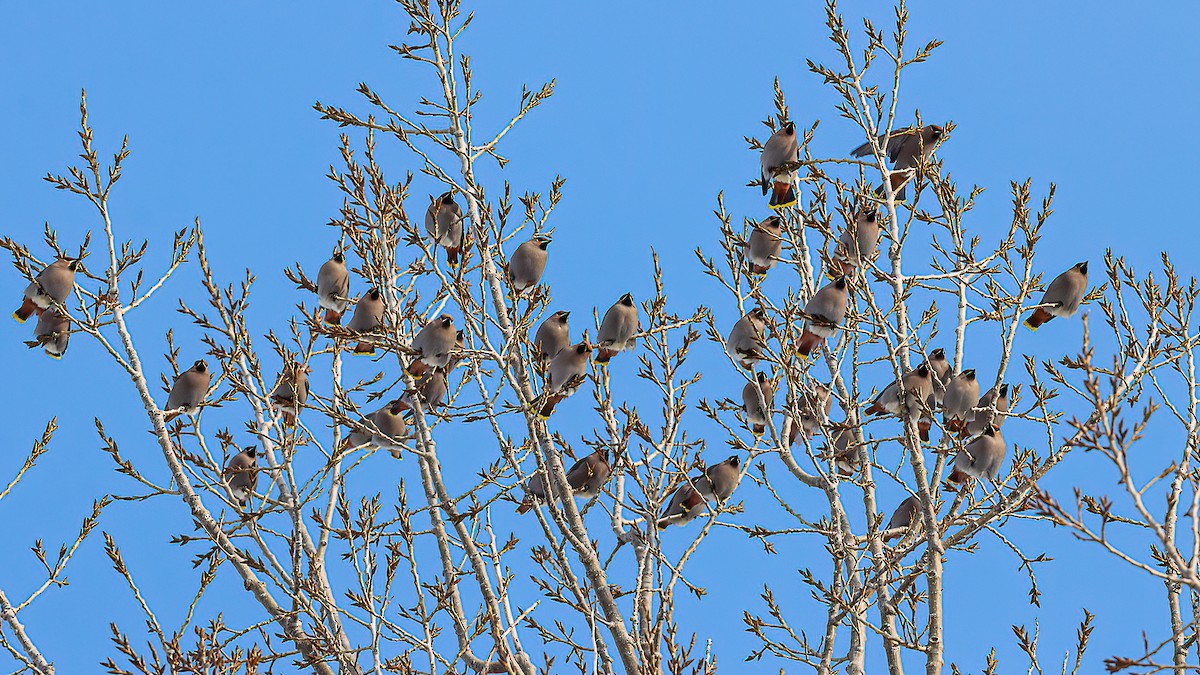 Bohemian Waxwing - ML646720476