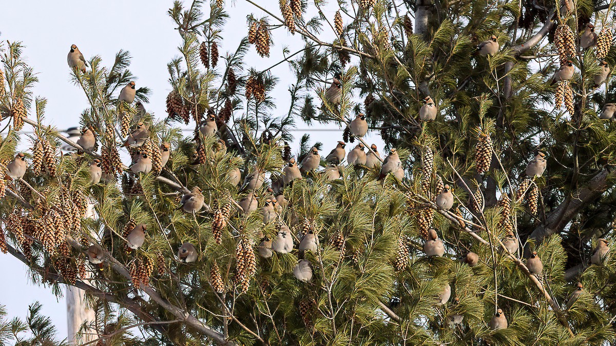 Bohemian Waxwing - ML646720477