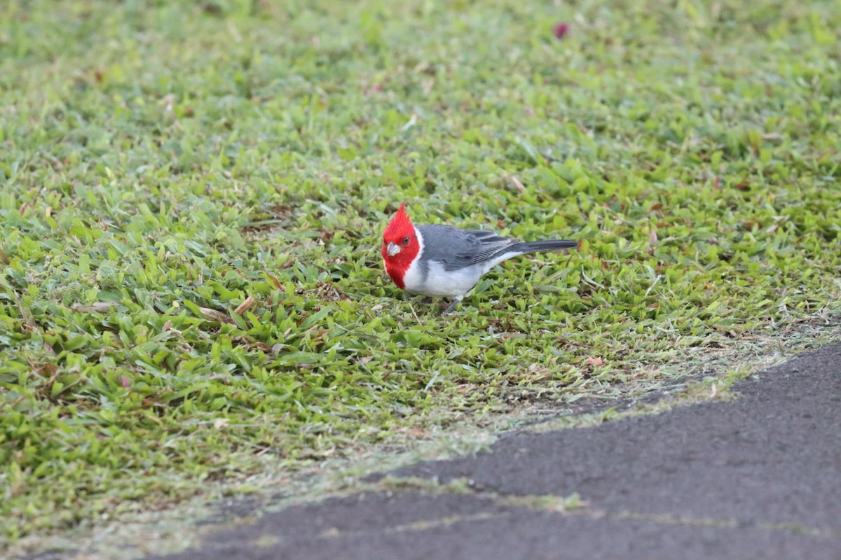 Red-crested Cardinal - ML646720481