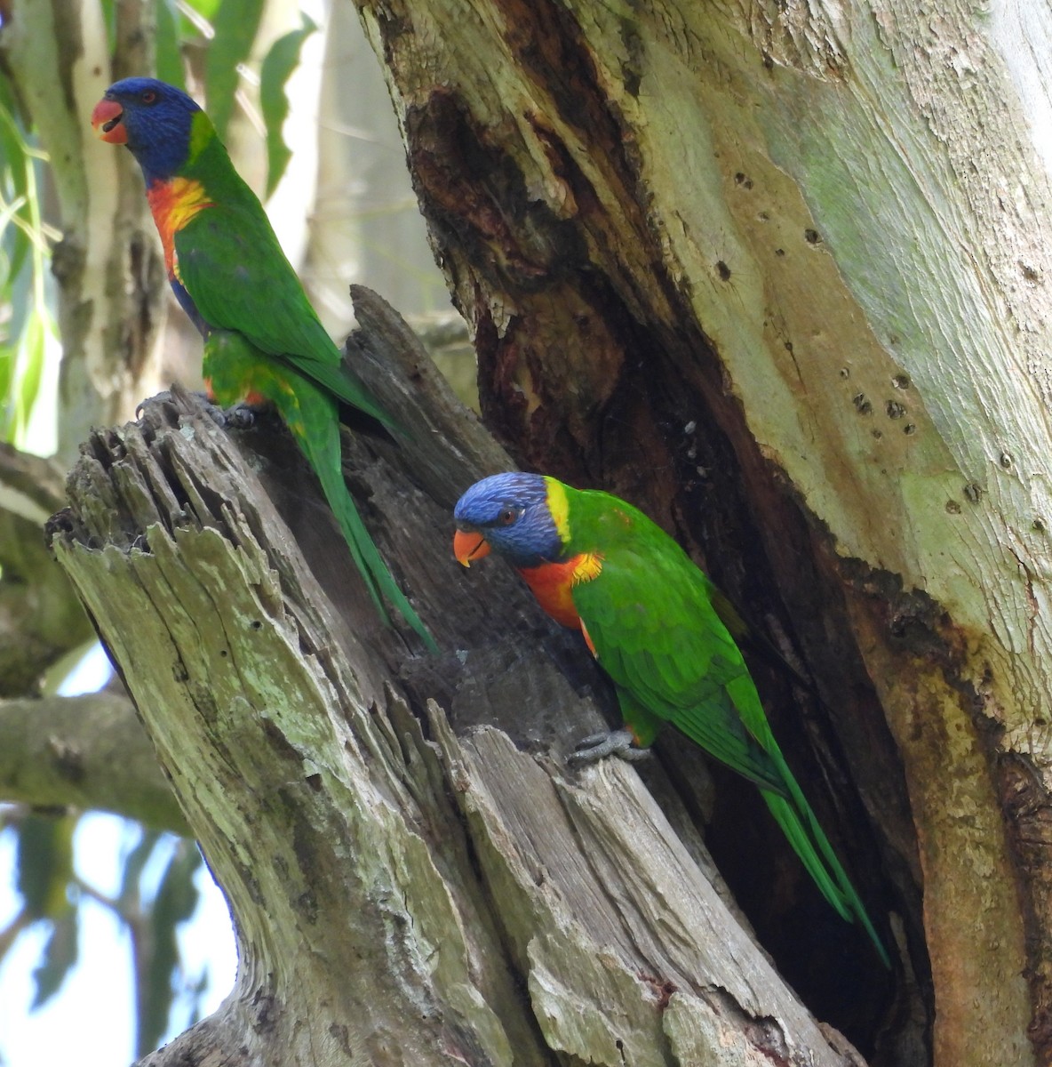 Rainbow Lorikeet - ML646720486