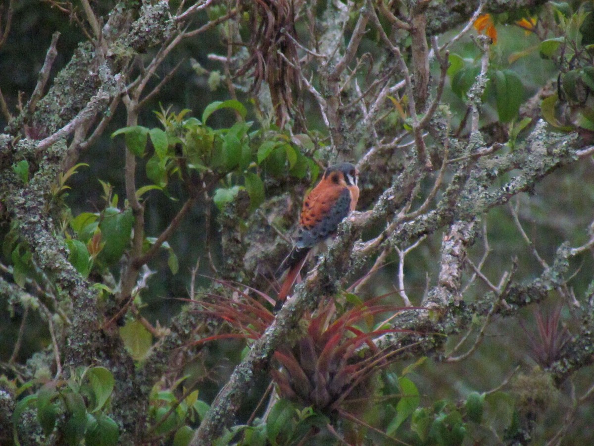 American Kestrel - ML646720488