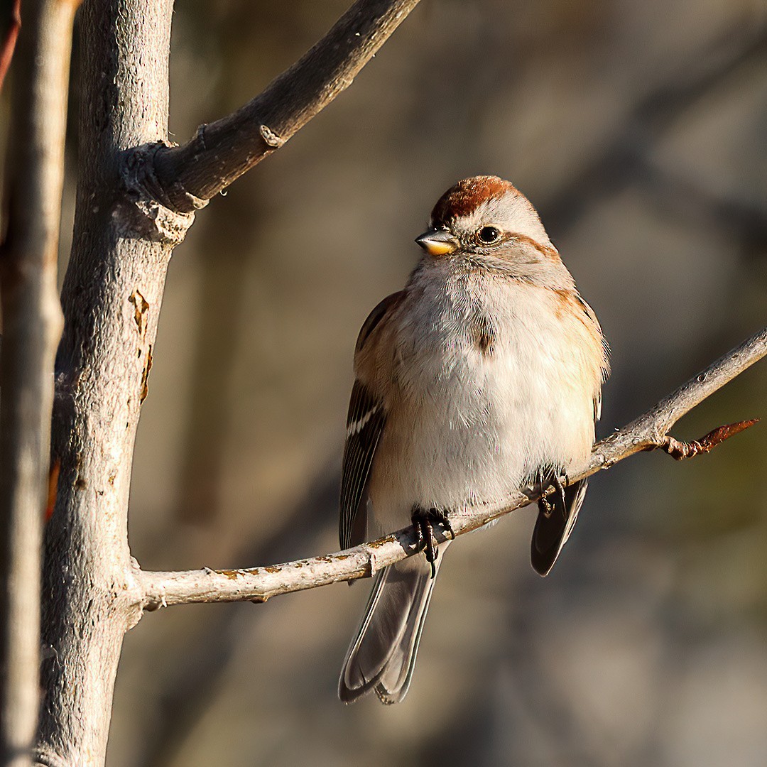 American Tree Sparrow - ML646720490