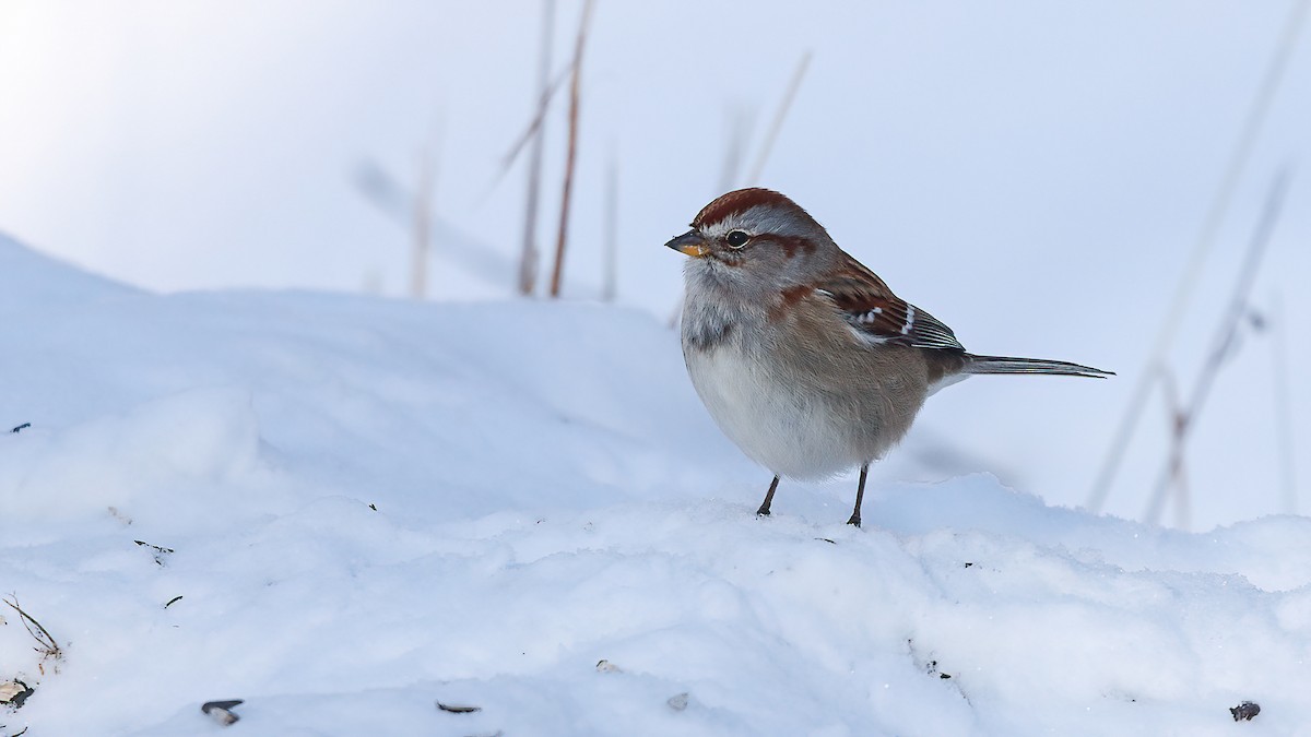 American Tree Sparrow - ML646720491