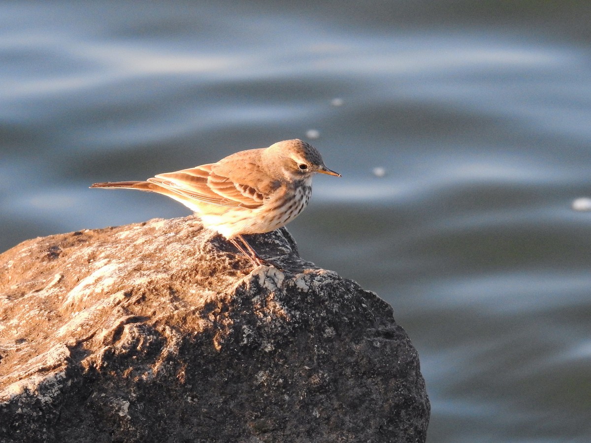 American Pipit - ML646720492