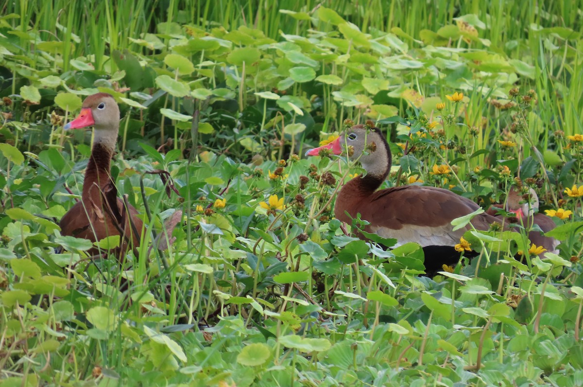 Black-bellied Whistling-Duck - ML646720493