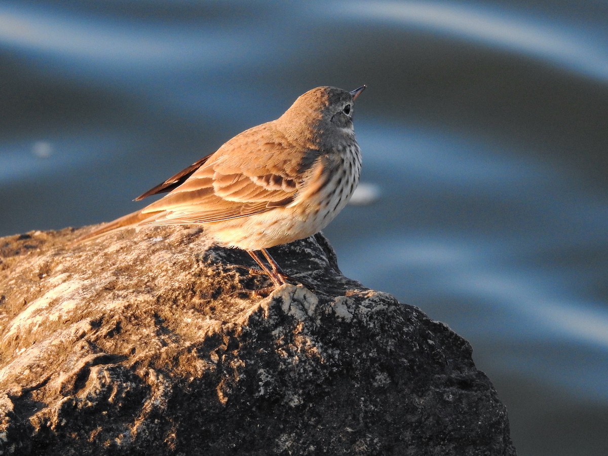 American Pipit - ML646720494