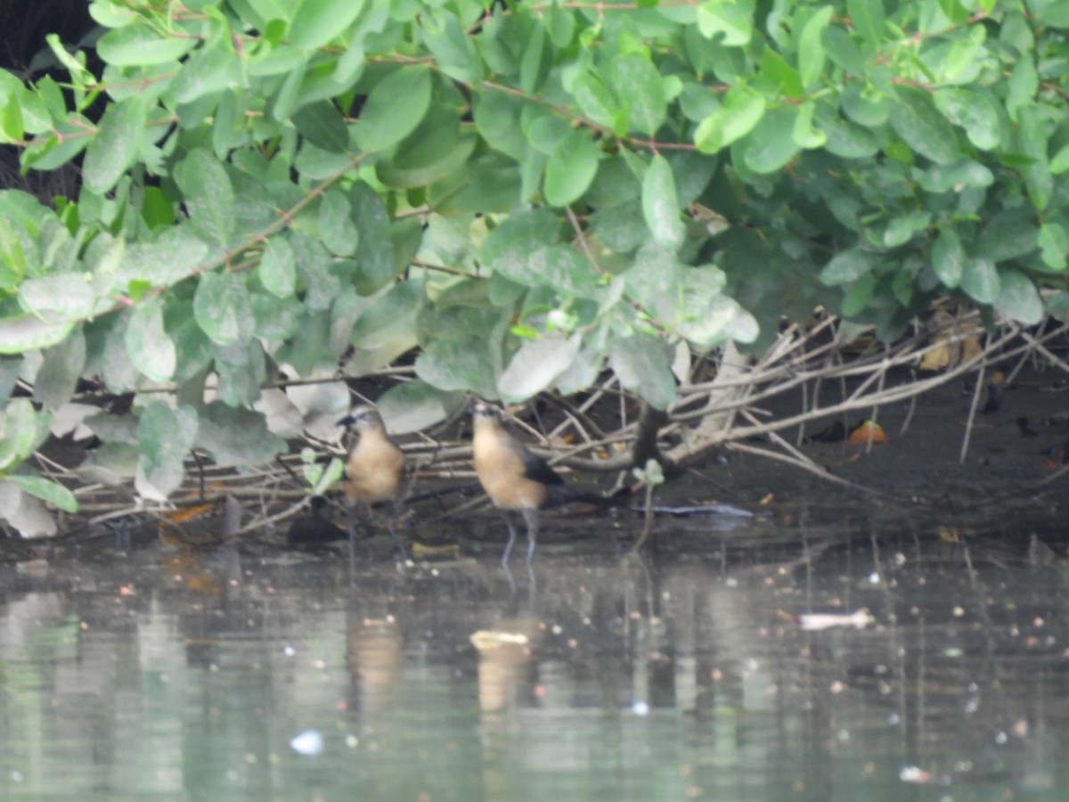 Büyük Kuyruklu Kiskal - ML646720500