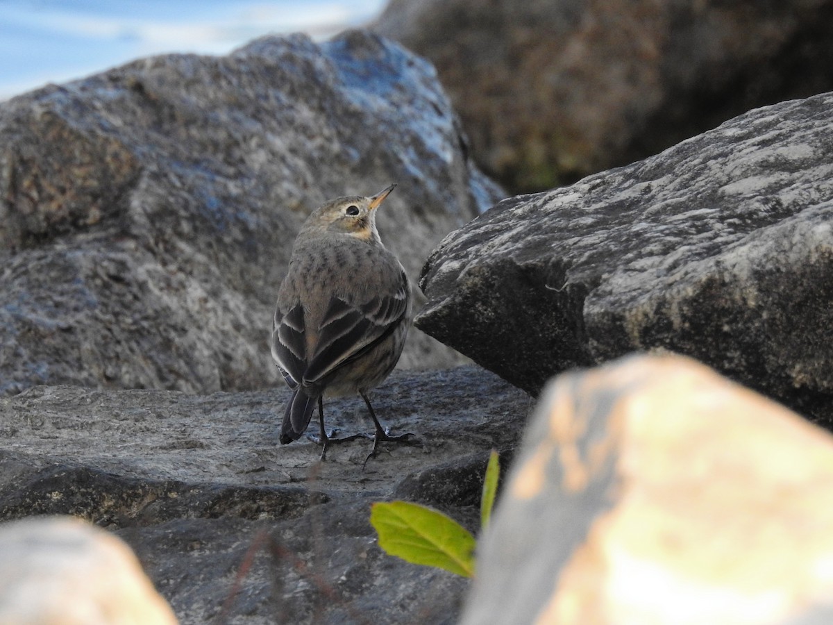 American Pipit - ML646720502