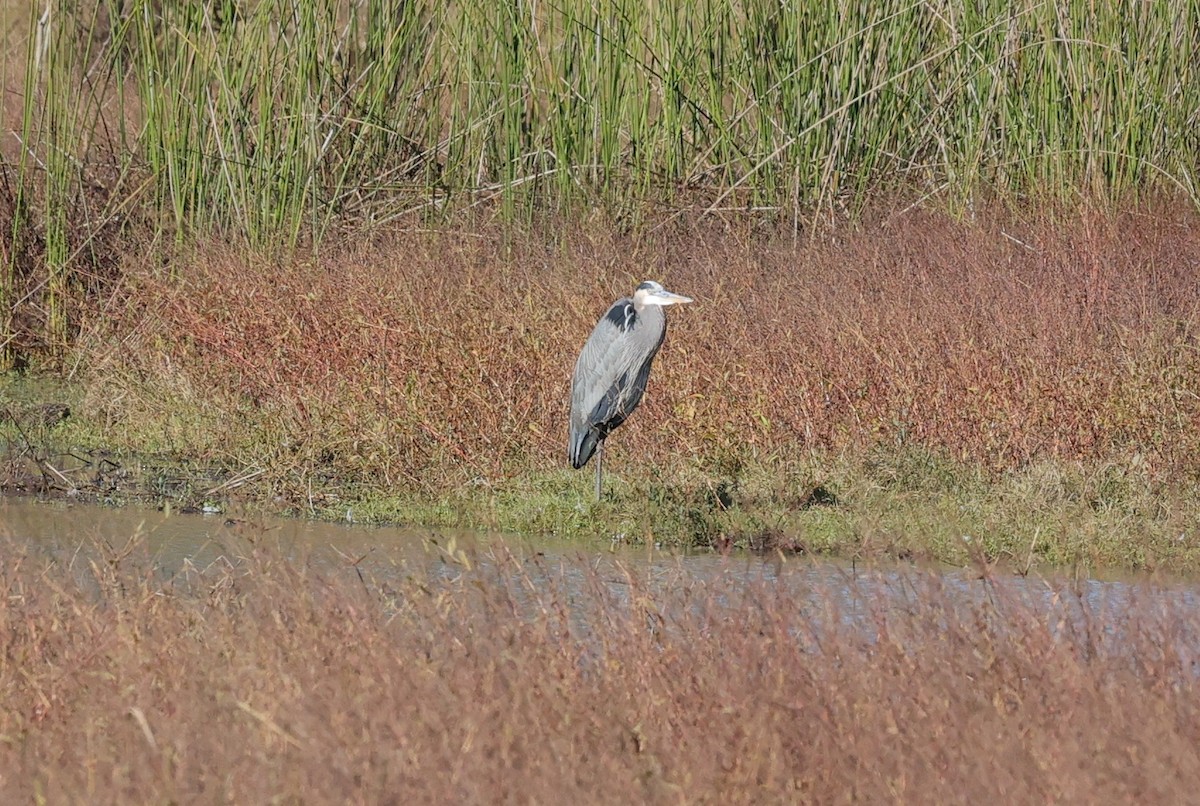 herodiashegre - ML646720503