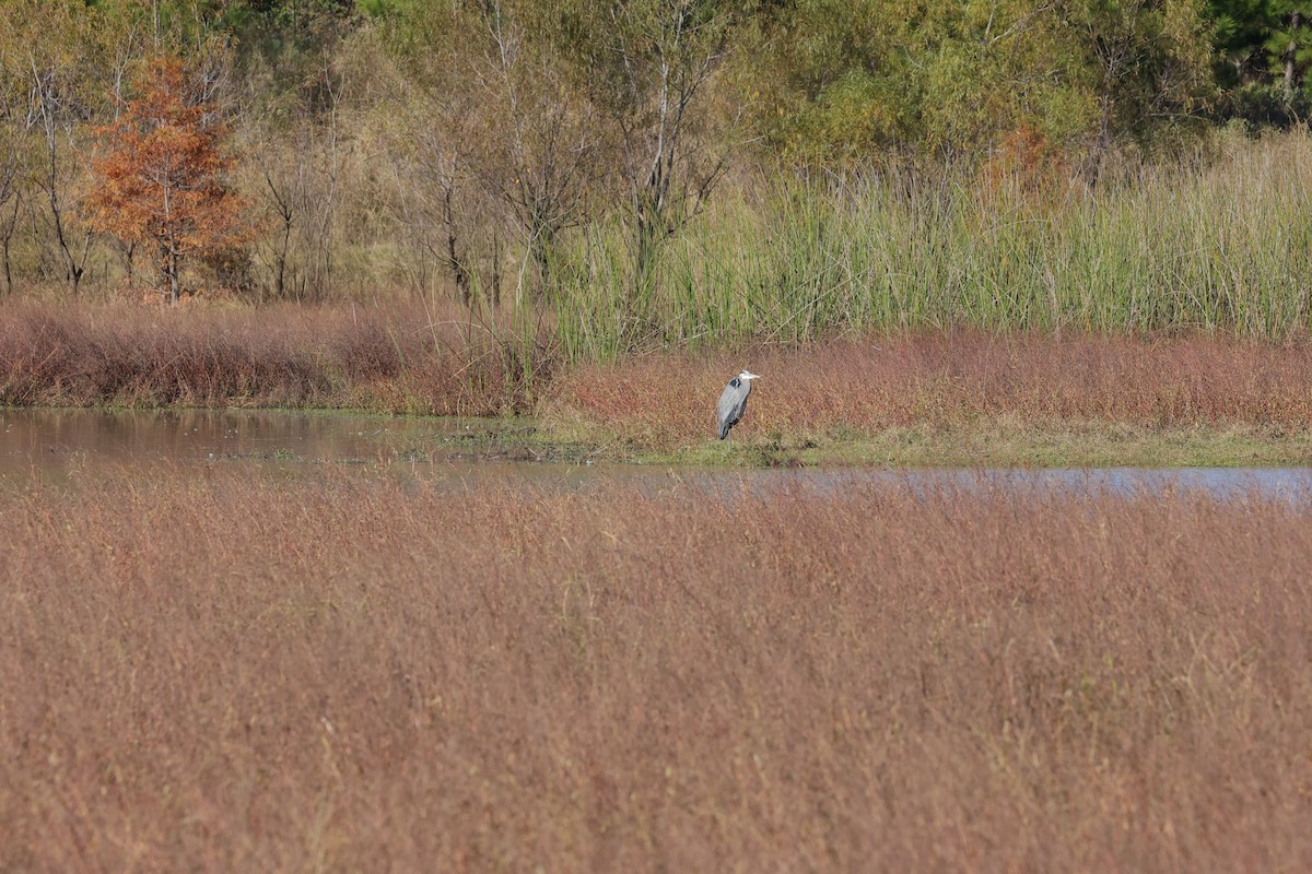 herodiashegre - ML646720504