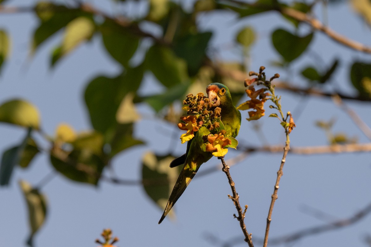 Orange-fronted Parakeet - ML646720506