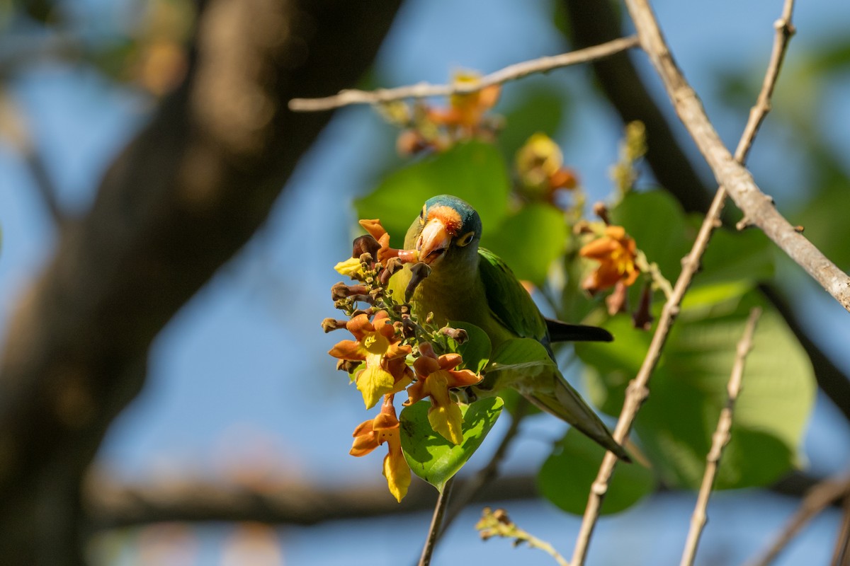 Orange-fronted Parakeet - ML646720507