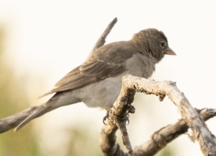 Yellow-spotted Bush Sparrow - ML646720508