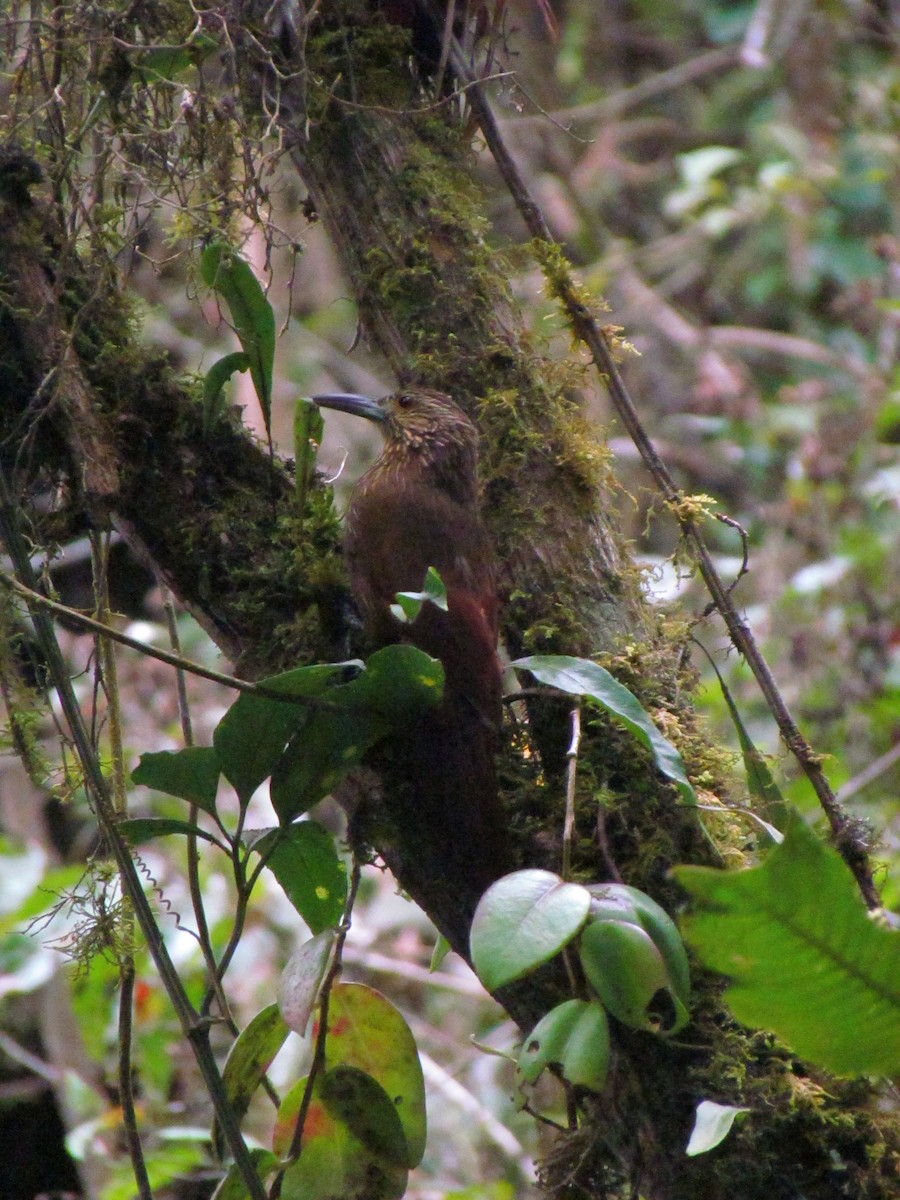 Strong-billed Woodcreeper - ML646720509