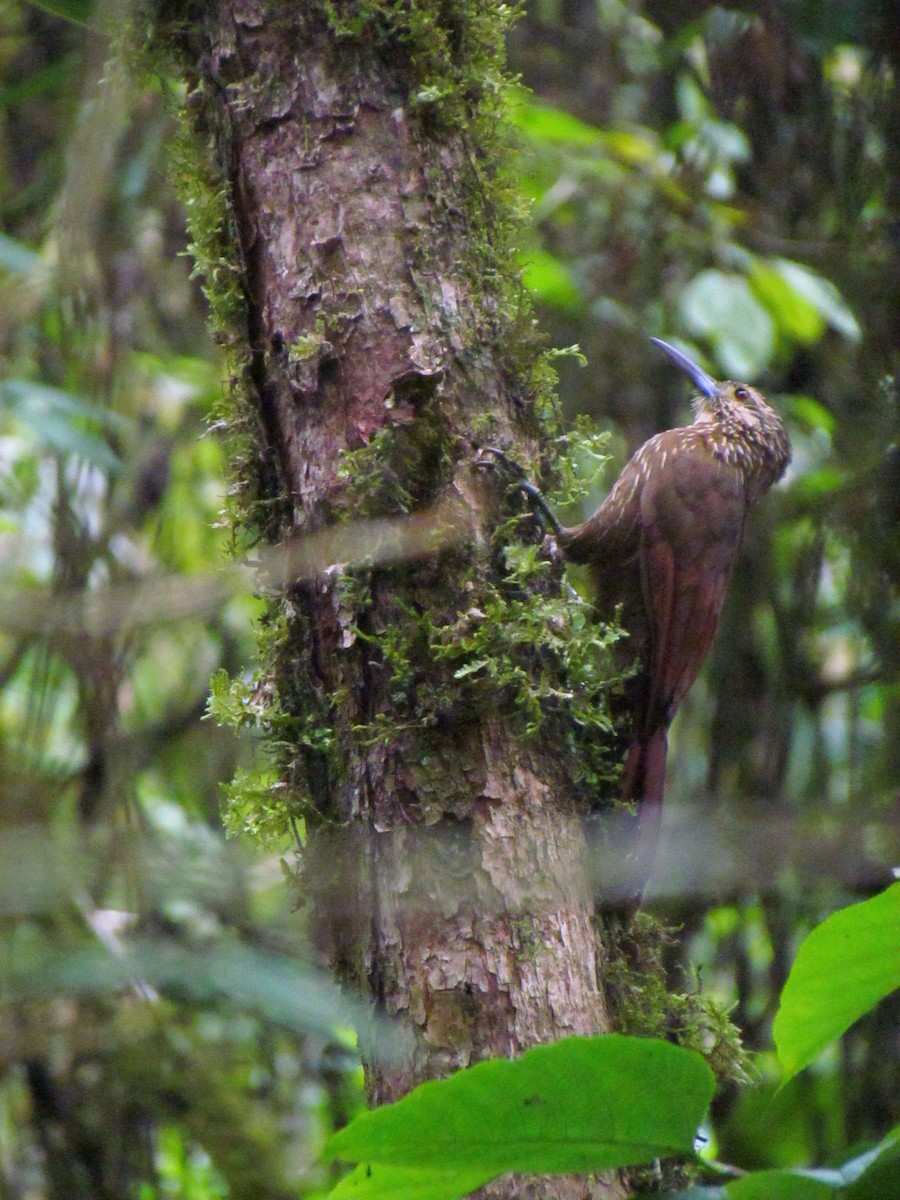 Strong-billed Woodcreeper - ML646720512