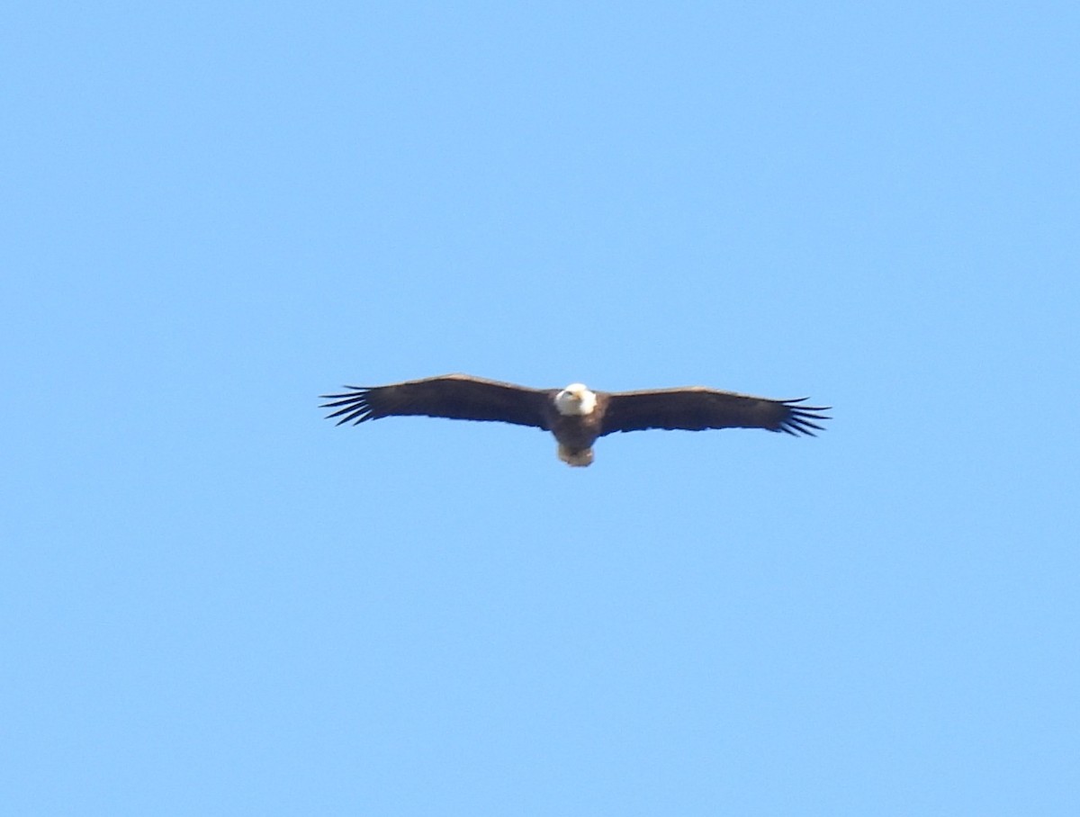 Bald Eagle - ML646720513