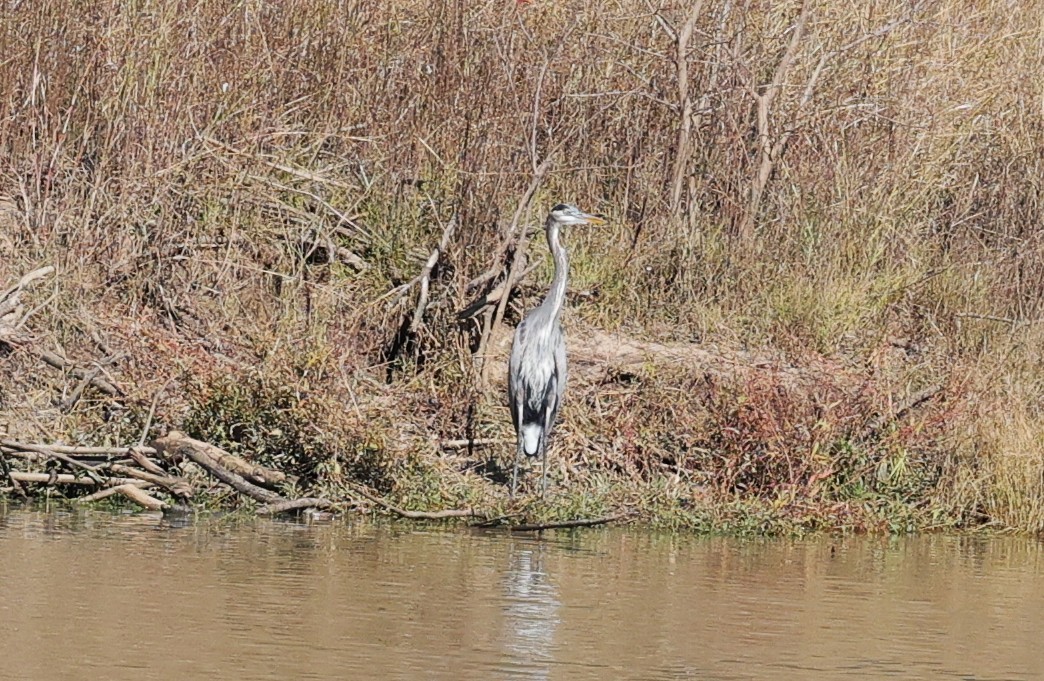 herodiashegre - ML646720514