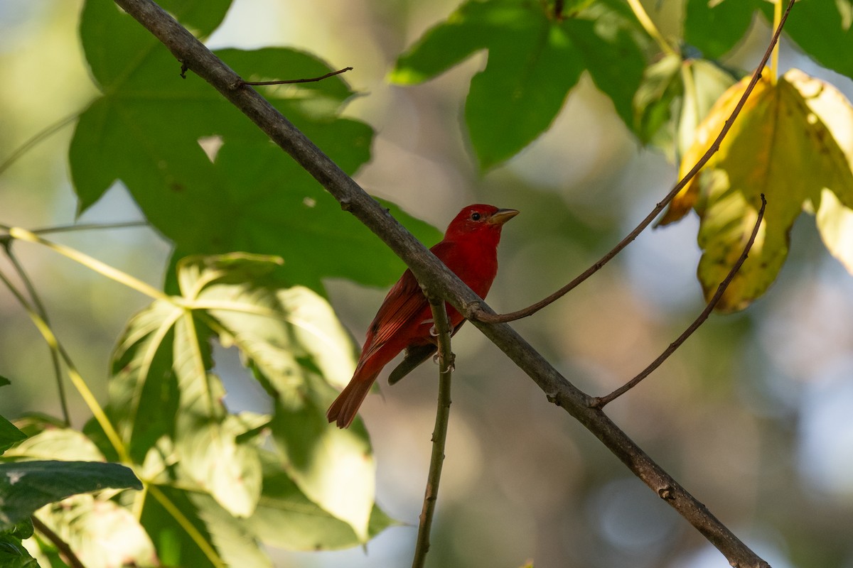 Summer Tanager - ML646720515